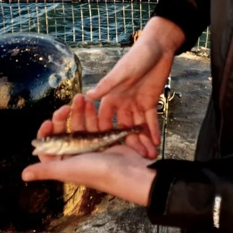 Whiting caught on Fishbrain