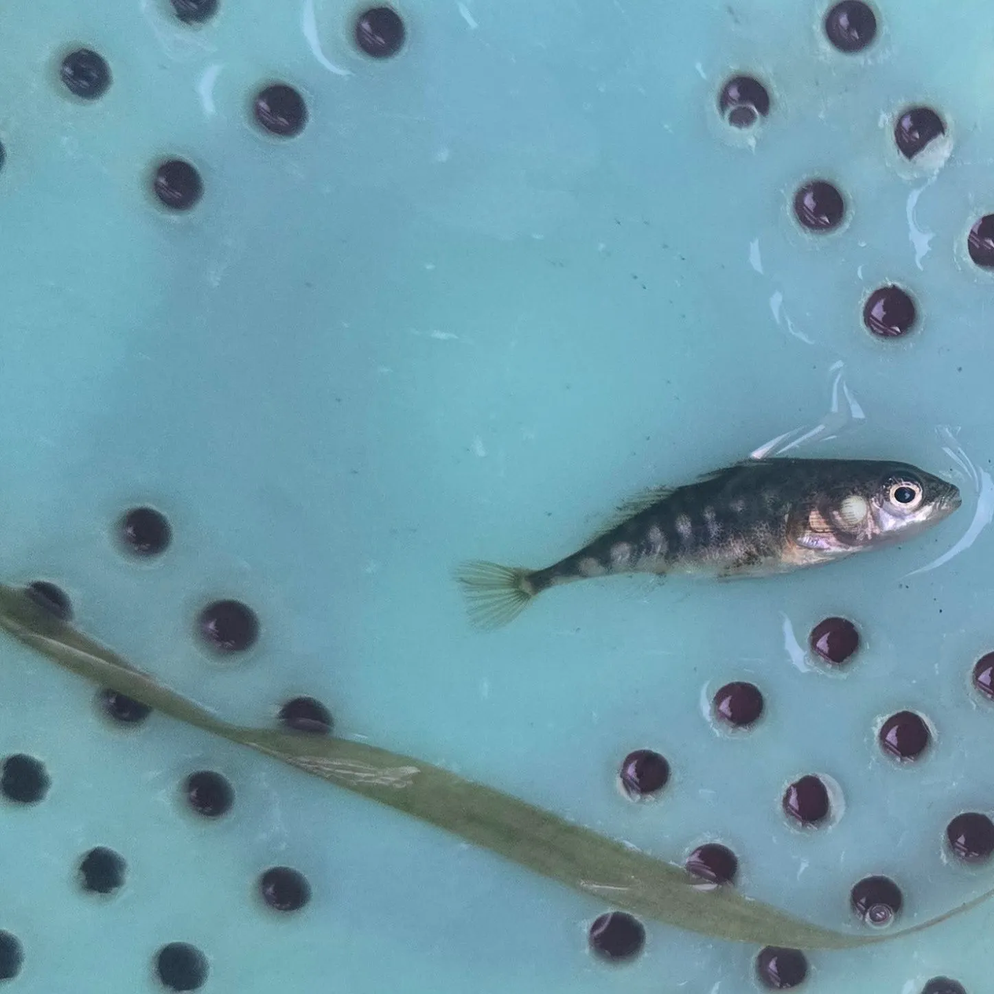The most recent Silverjaw minnow catches on Fishbrain