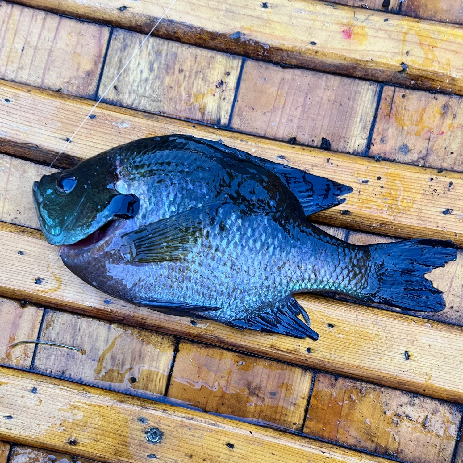 recently logged catches