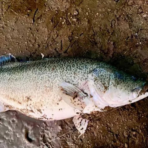 Murray cod caught on Fishbrain