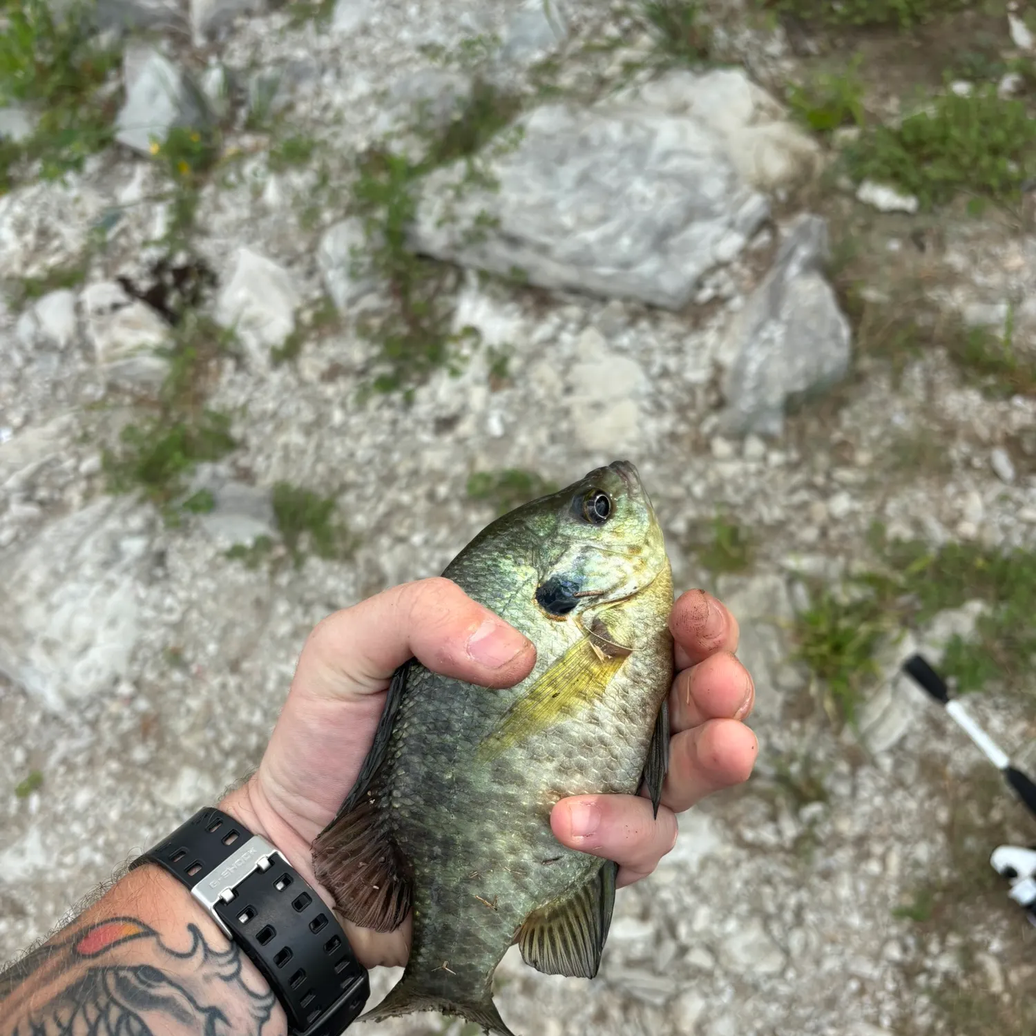 Bluegill caught on Fishbrain