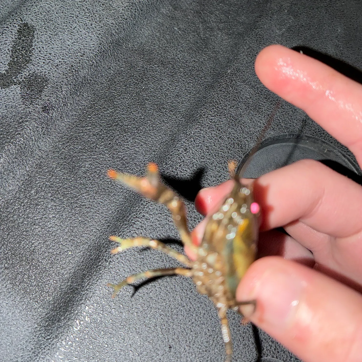 Northern clearwater crayfish caught on Fishbrain