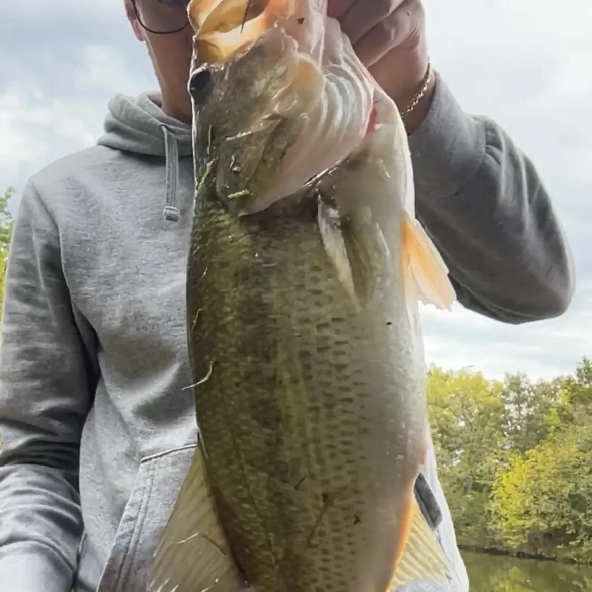 Largemouth bass caught on Fishbrain