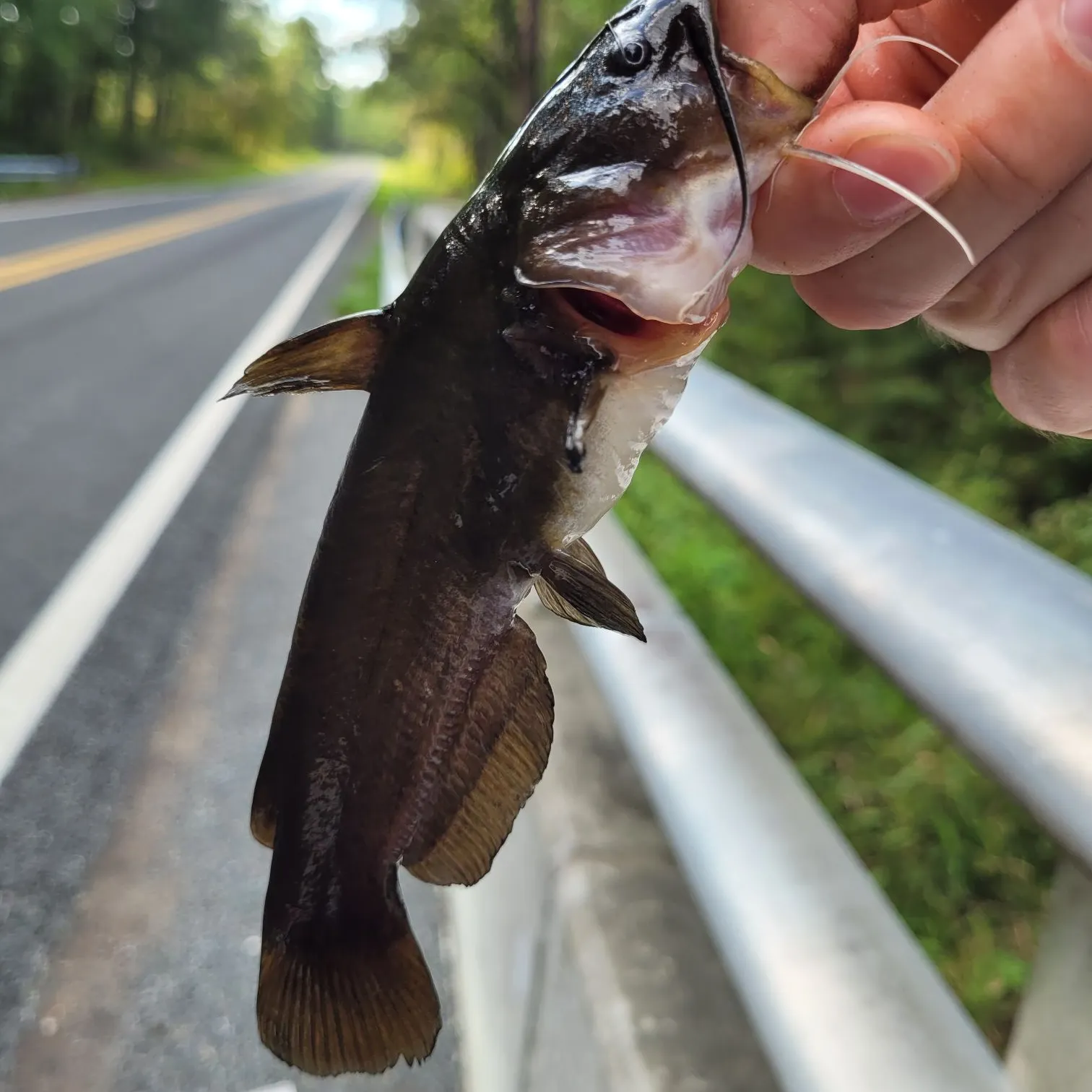 Yellow bullhead caught on Fishbrain