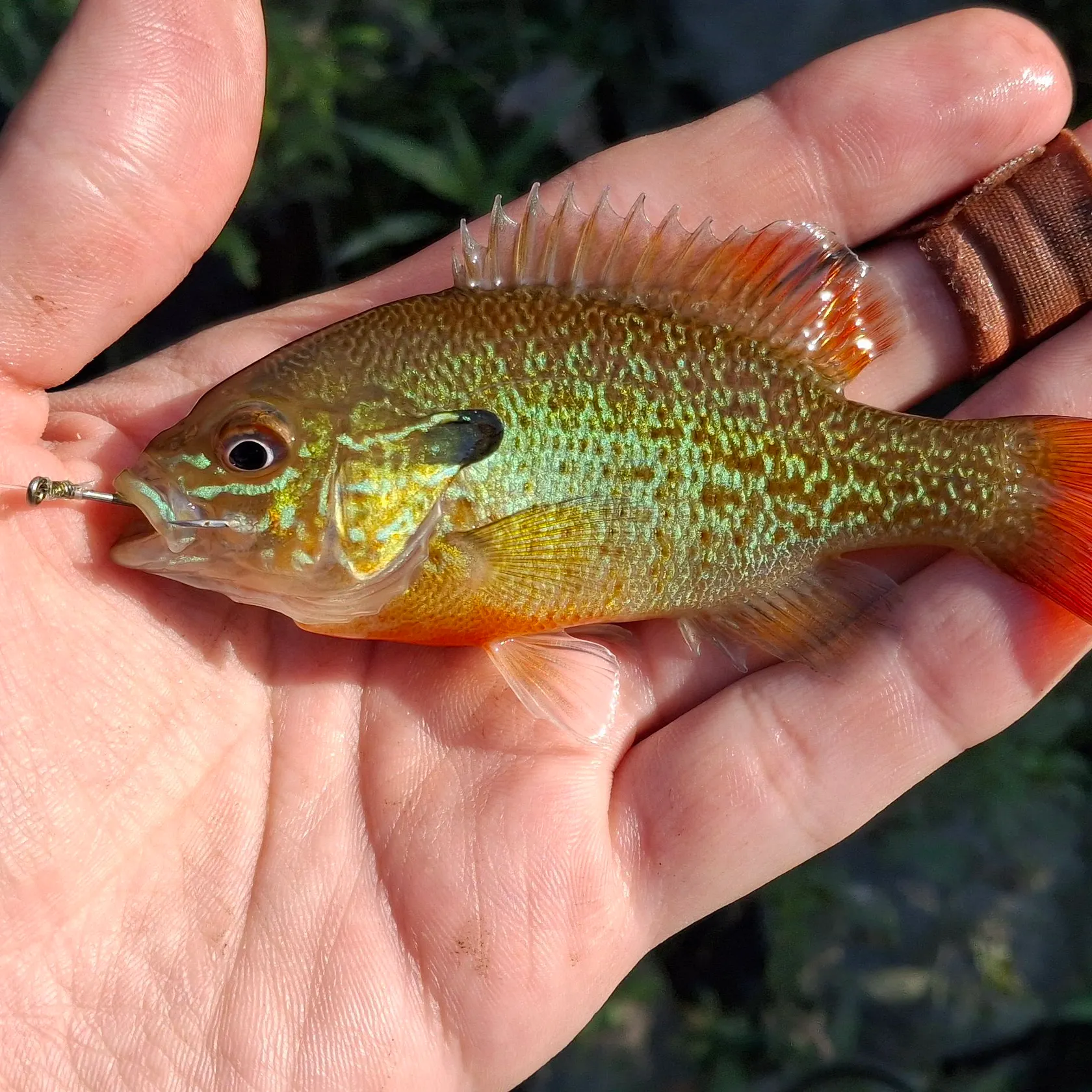 Redbreast sunfish caught on Fishbrain