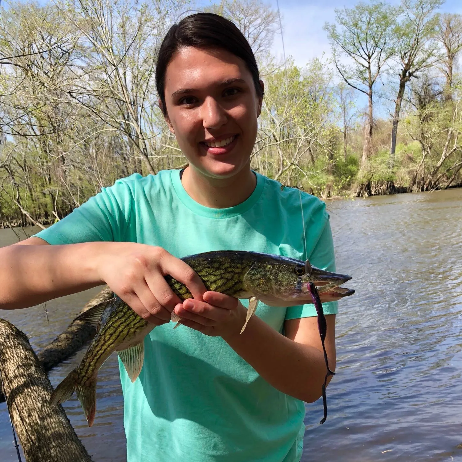 Chain pickerel caught on Fishbrain