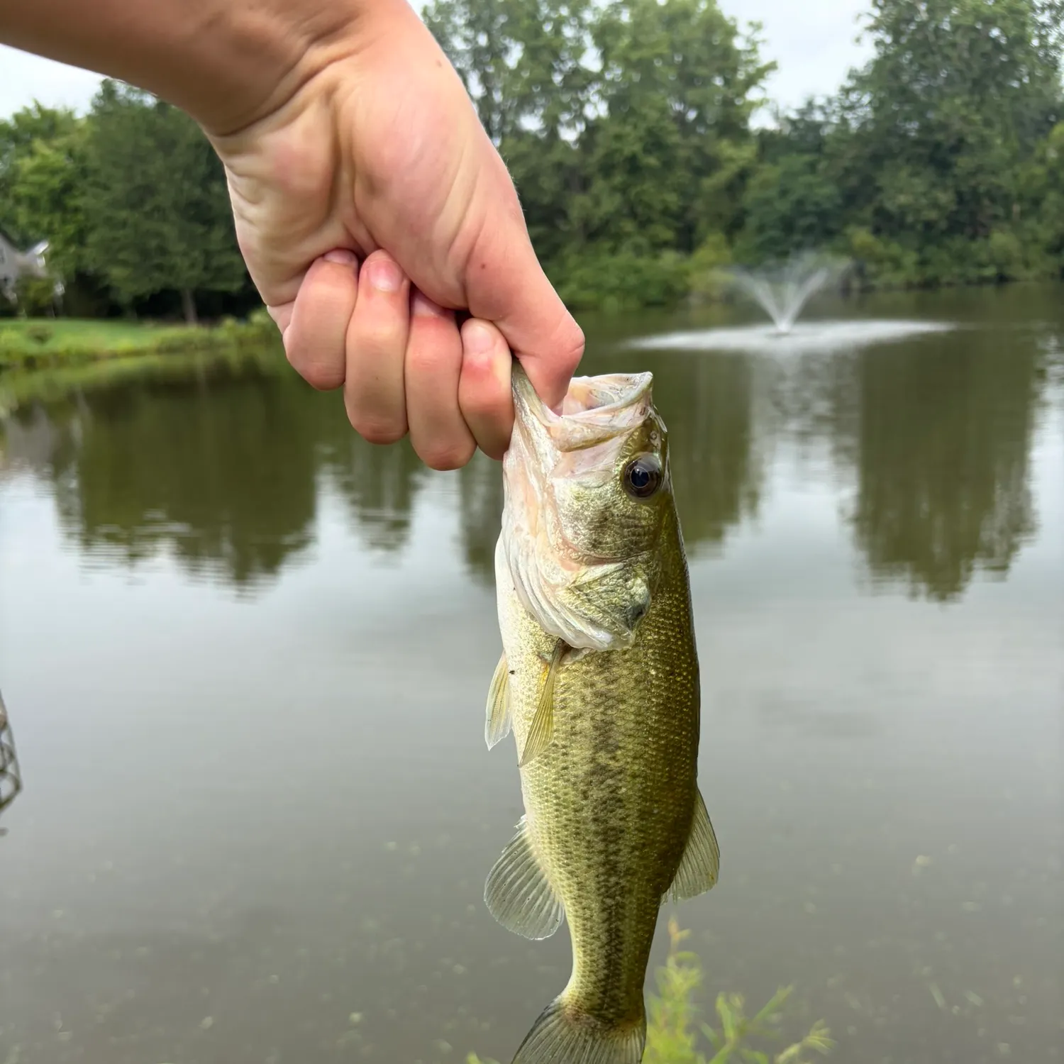 Fish caught on Fishbrain