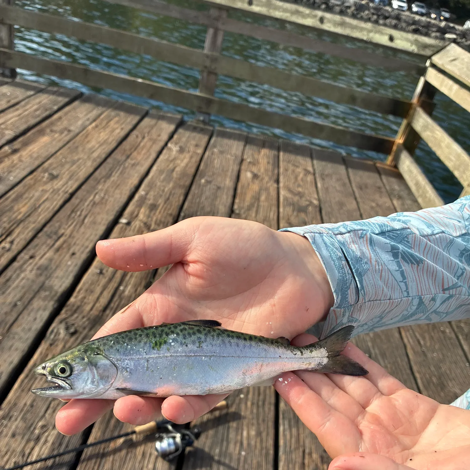Coho salmon caught on Fishbrain