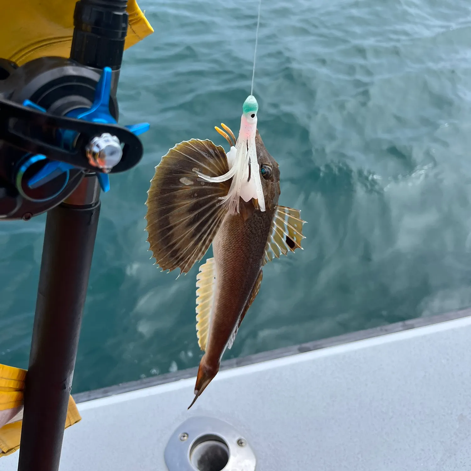 The most recent Striped searobin catches on Fishbrain