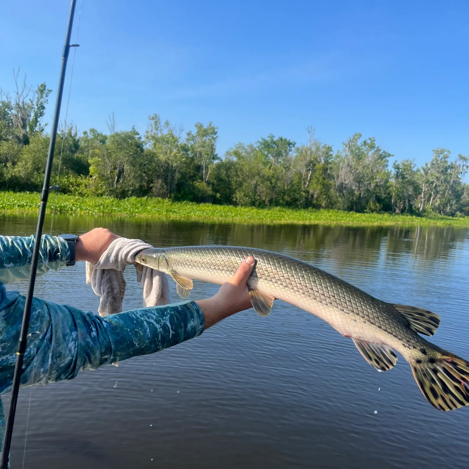 recently logged catches