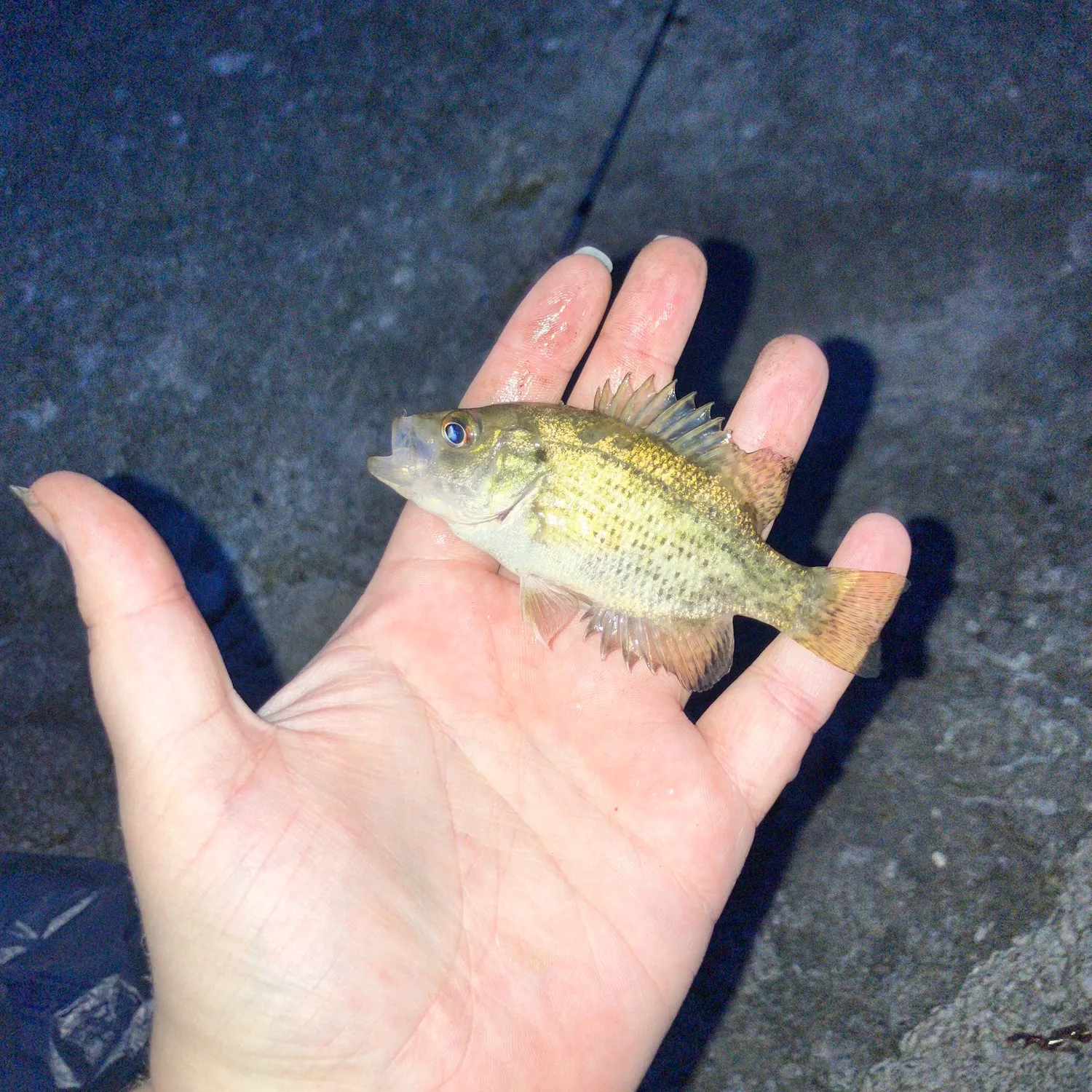 Rock bass caught on Fishbrain