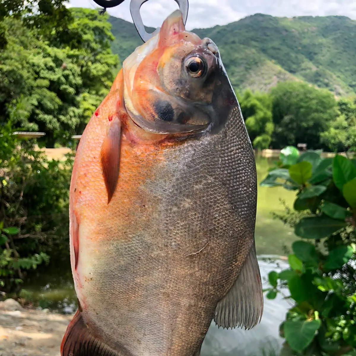 The most recent Red-bellied pacu catches on Fishbrain