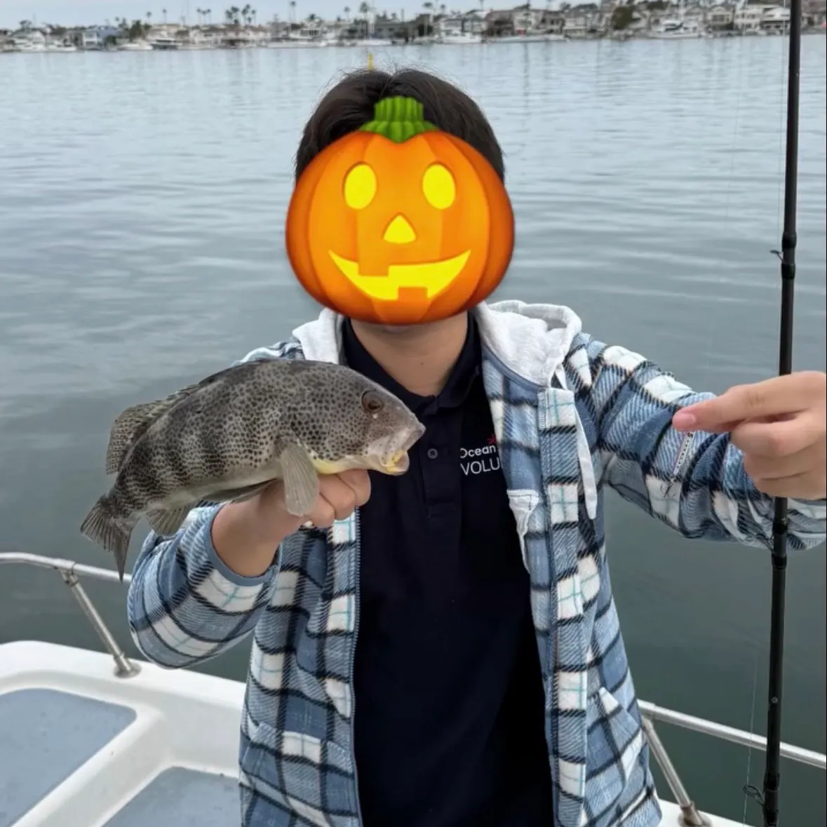 Spotted sand bass caught on Fishbrain