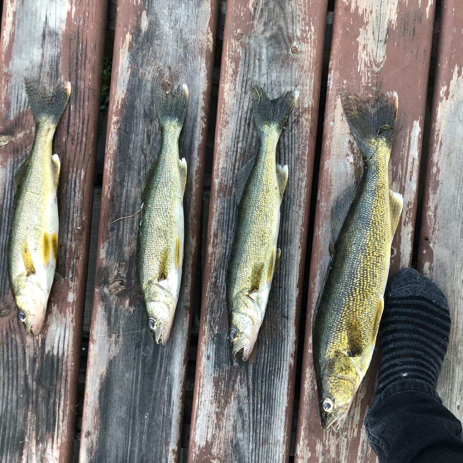 recently logged catches