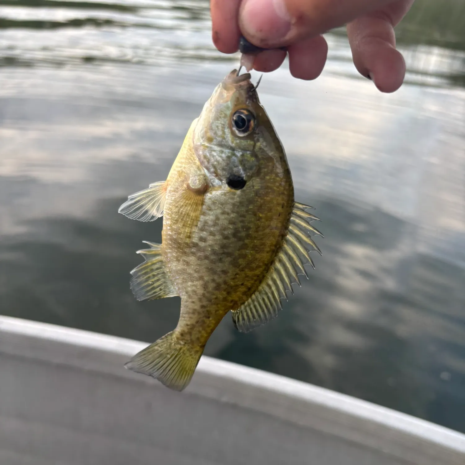 Bluegill caught on Fishbrain