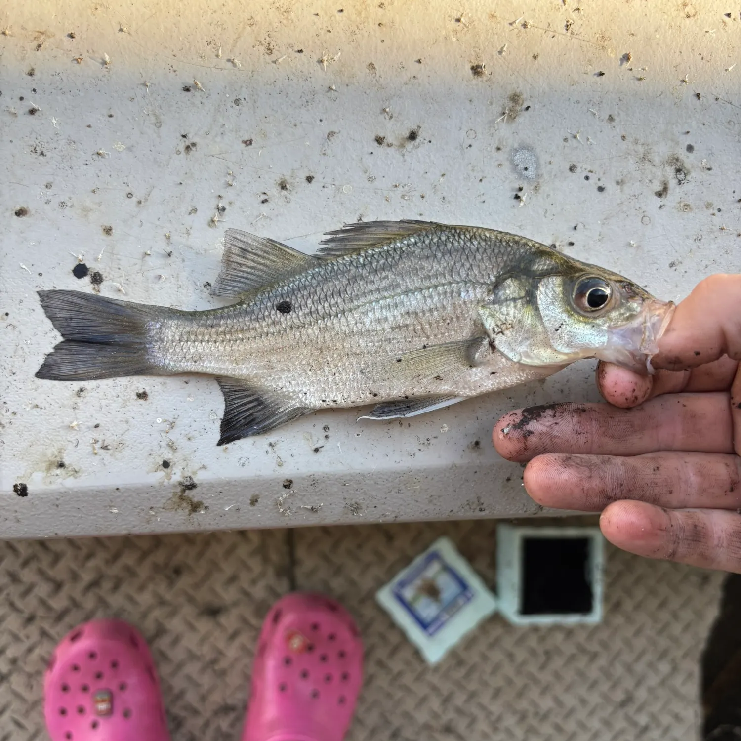 White perch caught on Fishbrain
