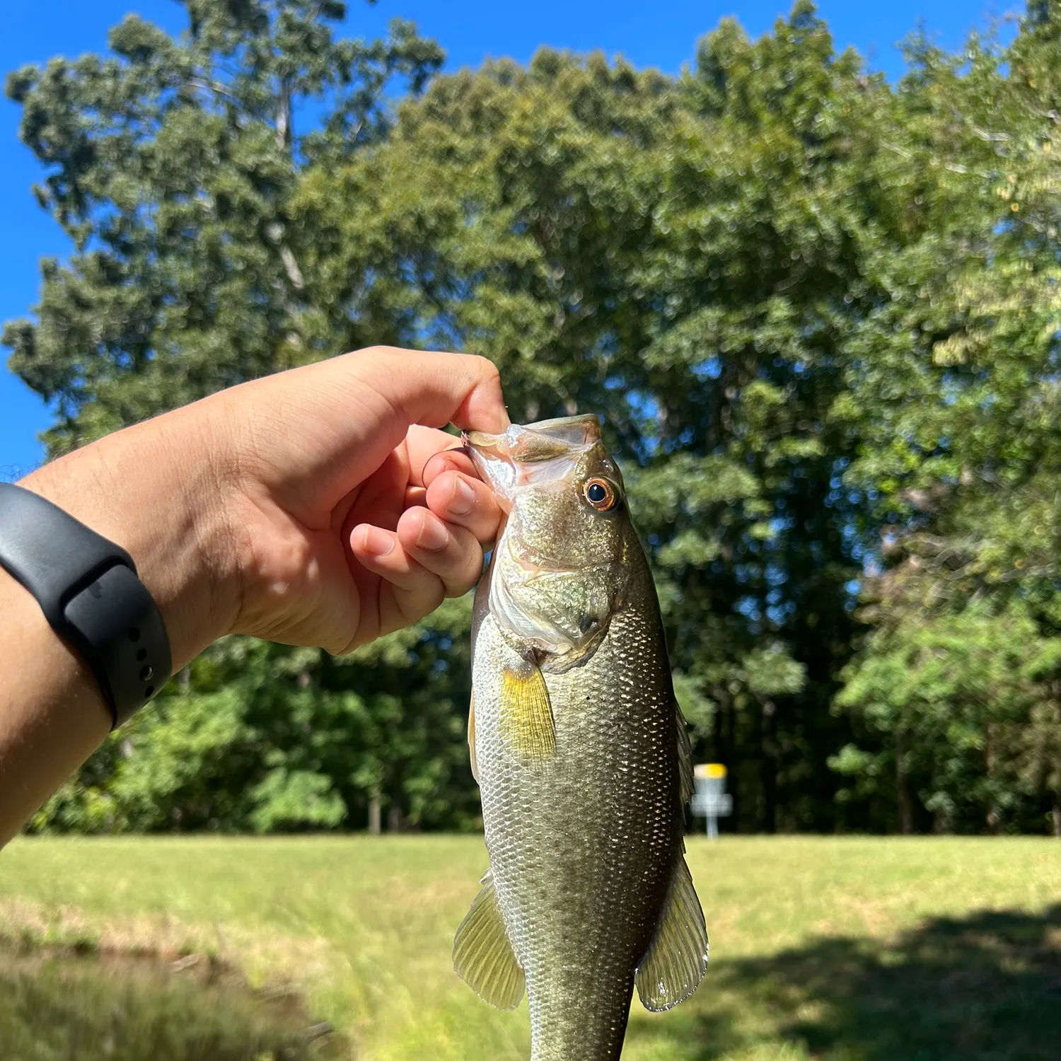 Largemouth bass caught on Fishbrain