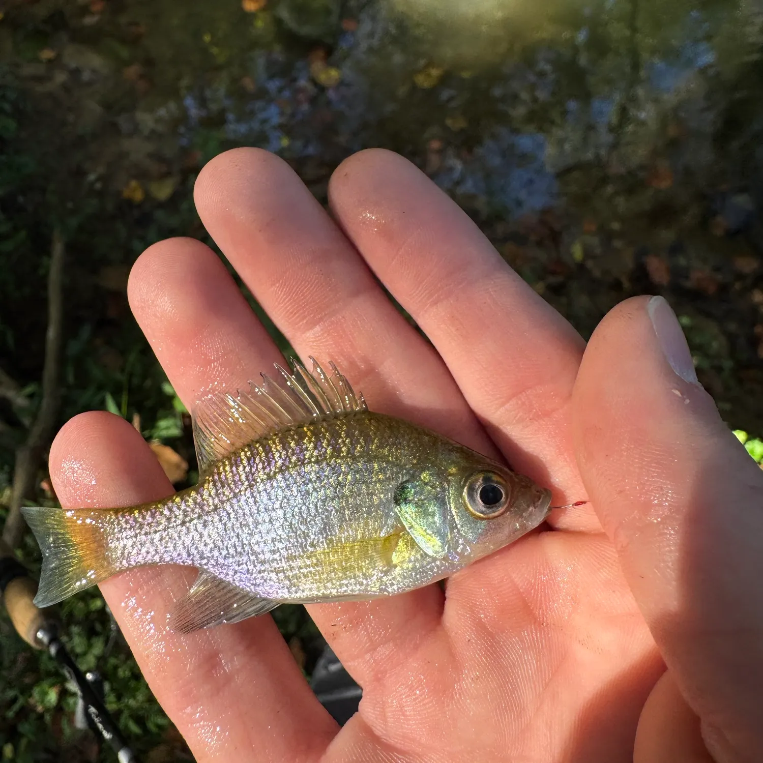 Bluegill caught on Fishbrain