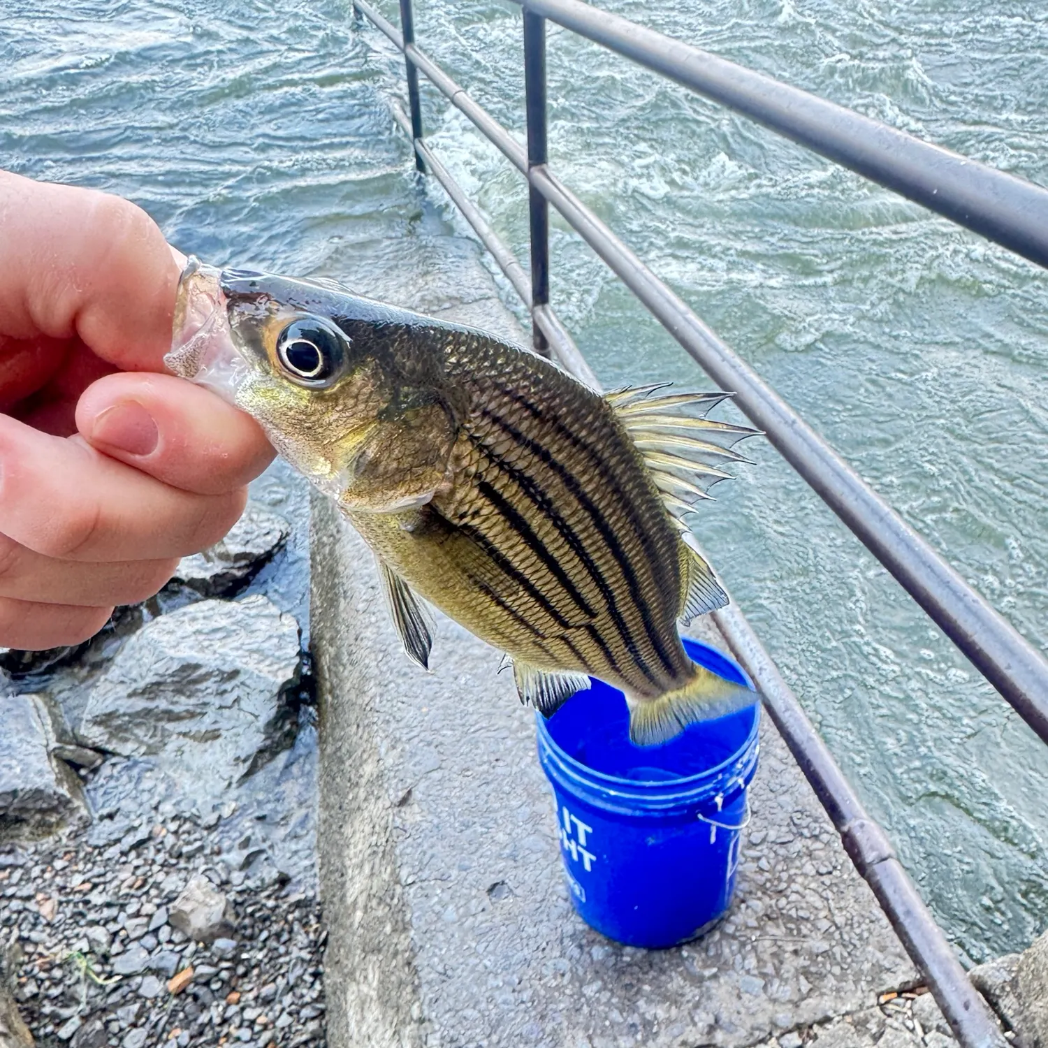 Yellow bass caught on Fishbrain