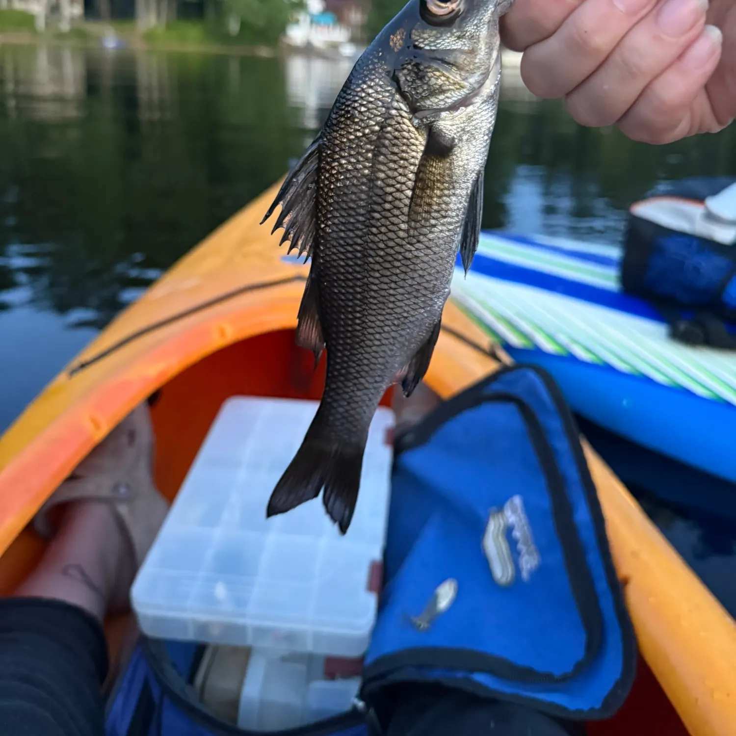 White perch caught on Fishbrain