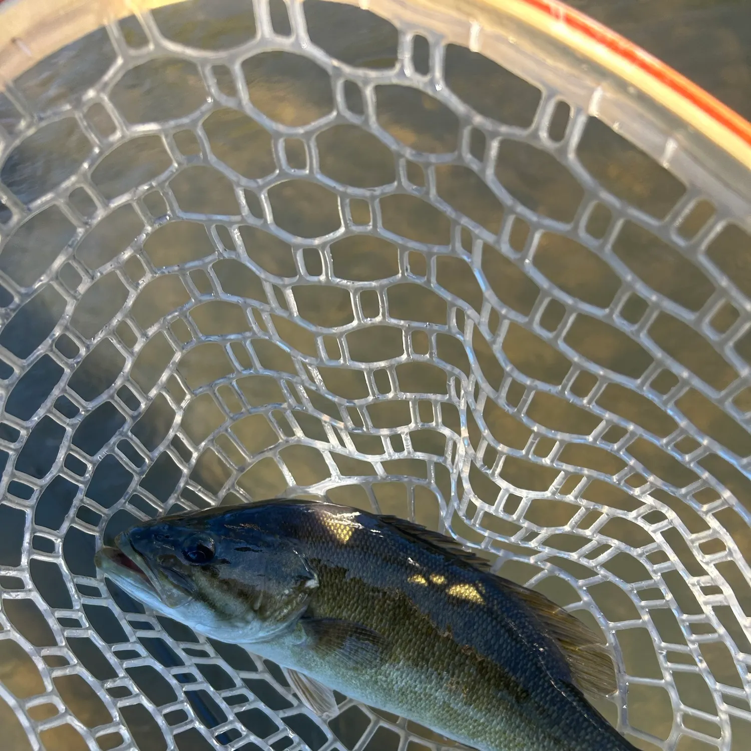 Smallmouth bass caught on Fishbrain