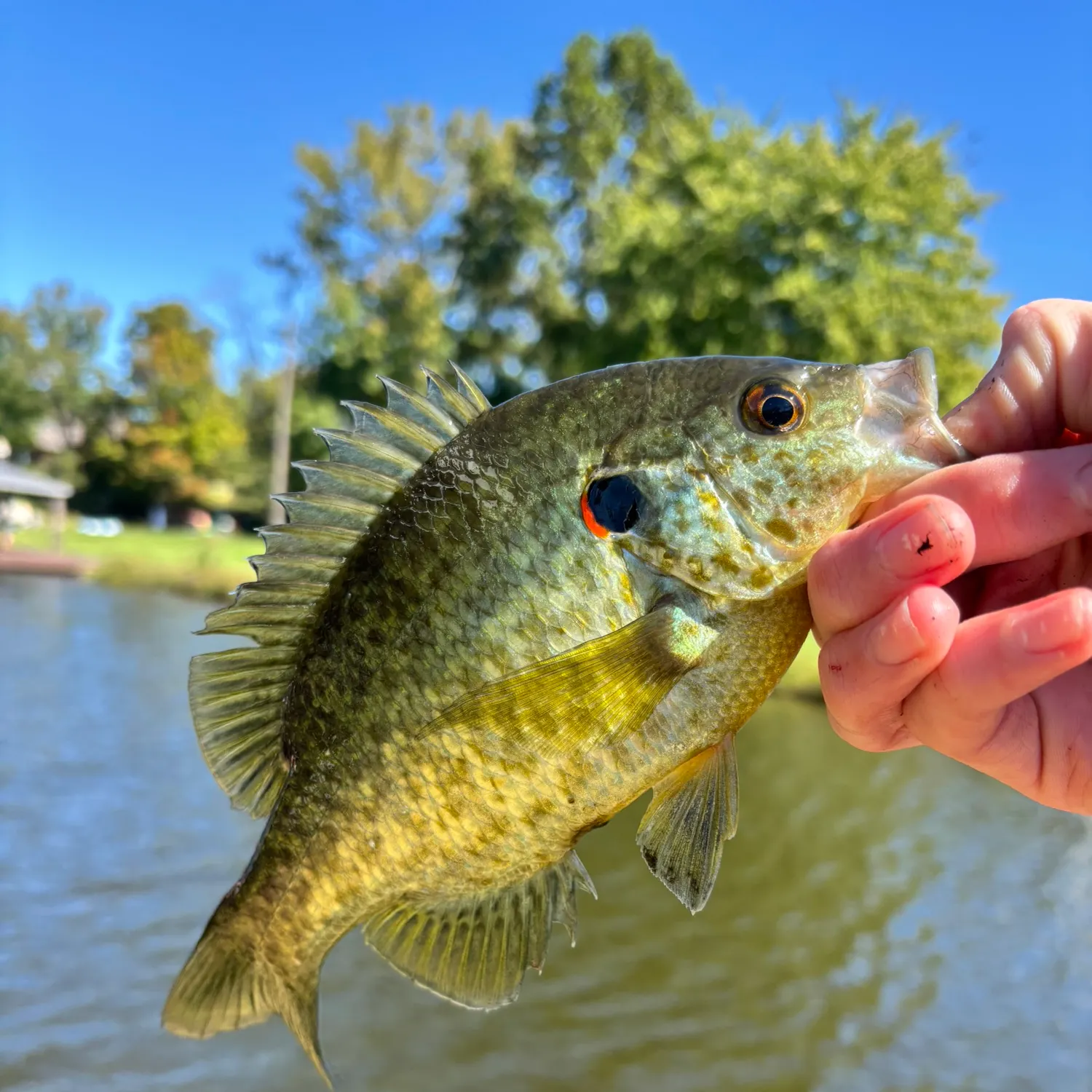 Redear sunfish caught on Fishbrain