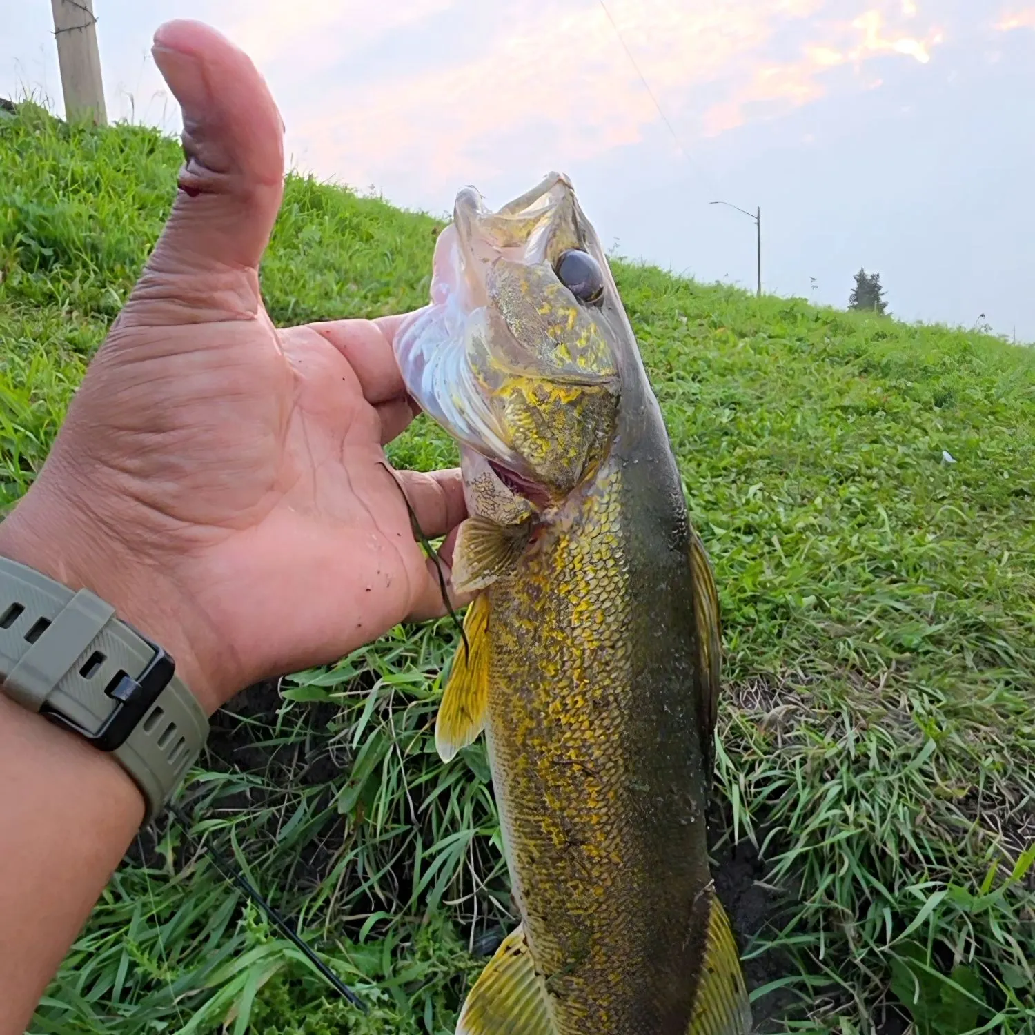 catch