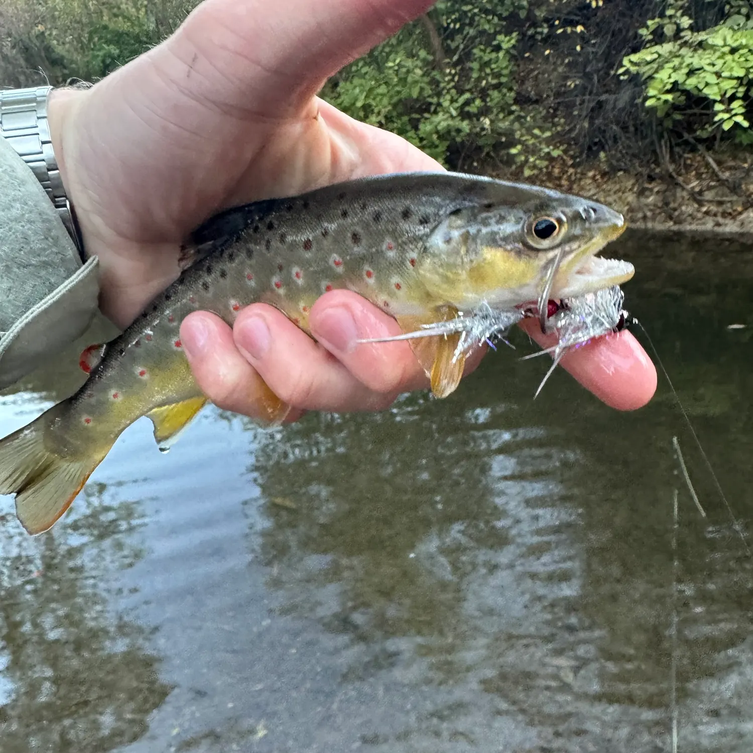 Brown trout caught on Fishbrain