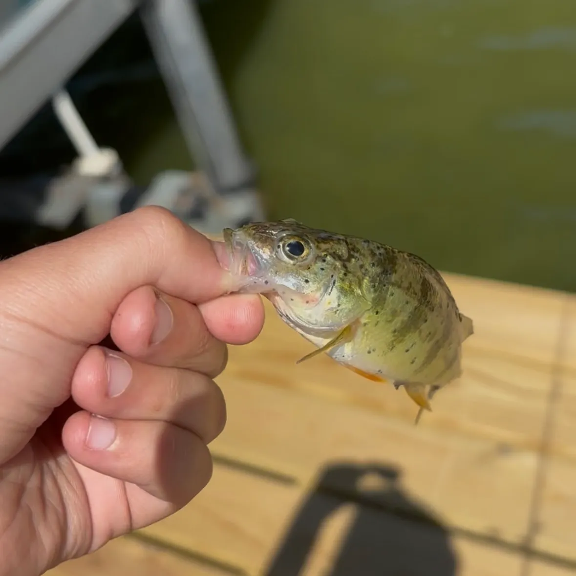 The most recent Yellow perch catches on Fishbrain