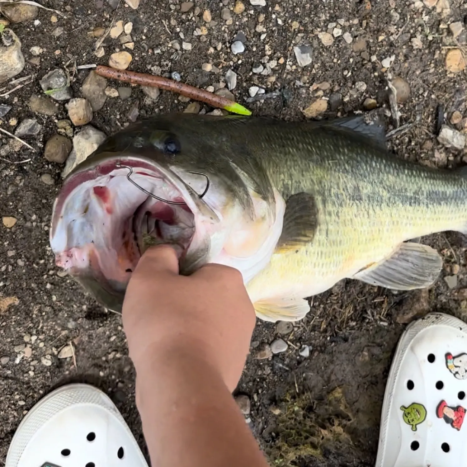Largemouth bass caught on Fishbrain