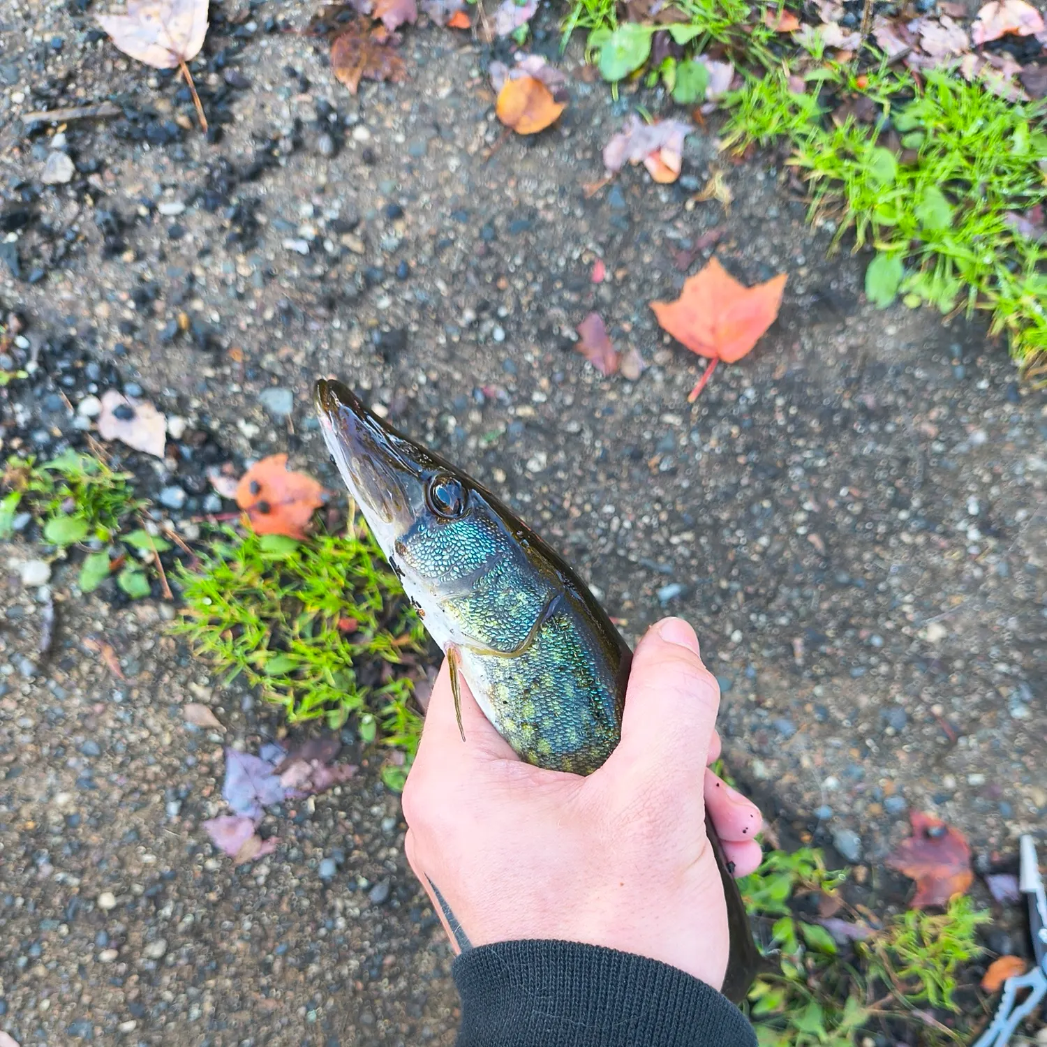 Chain pickerel caught on Fishbrain