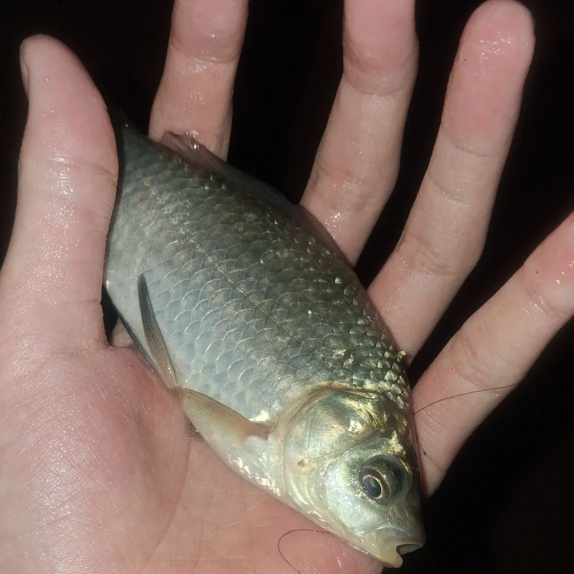 Crucian carp caught on Fishbrain