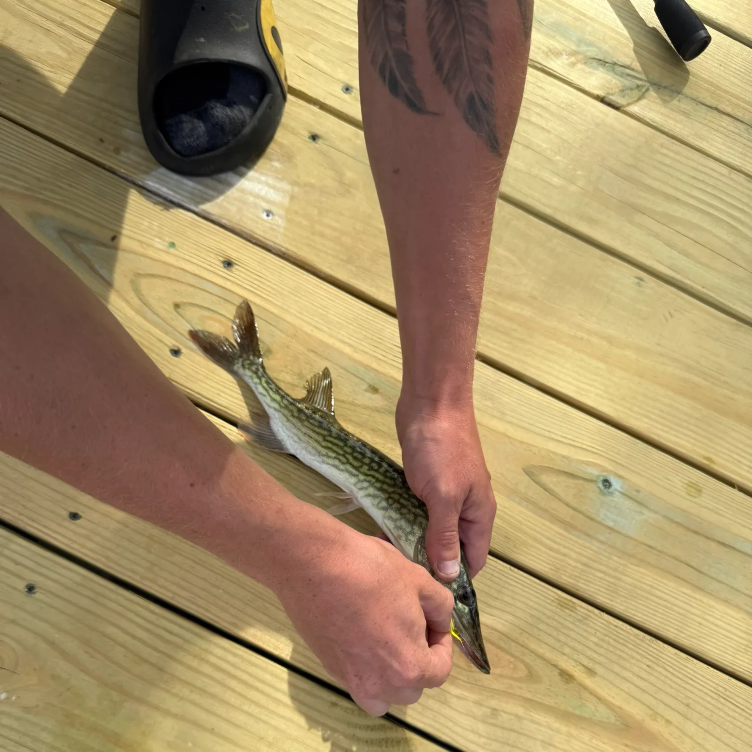 recently logged catches