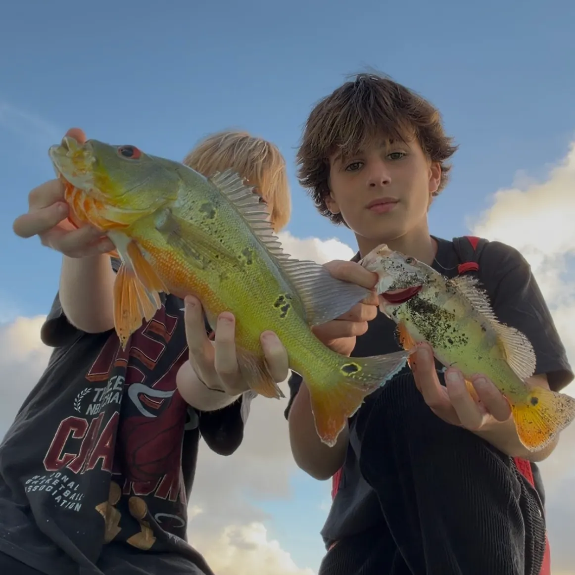 The most recent Butterfly peacock bass catches on Fishbrain