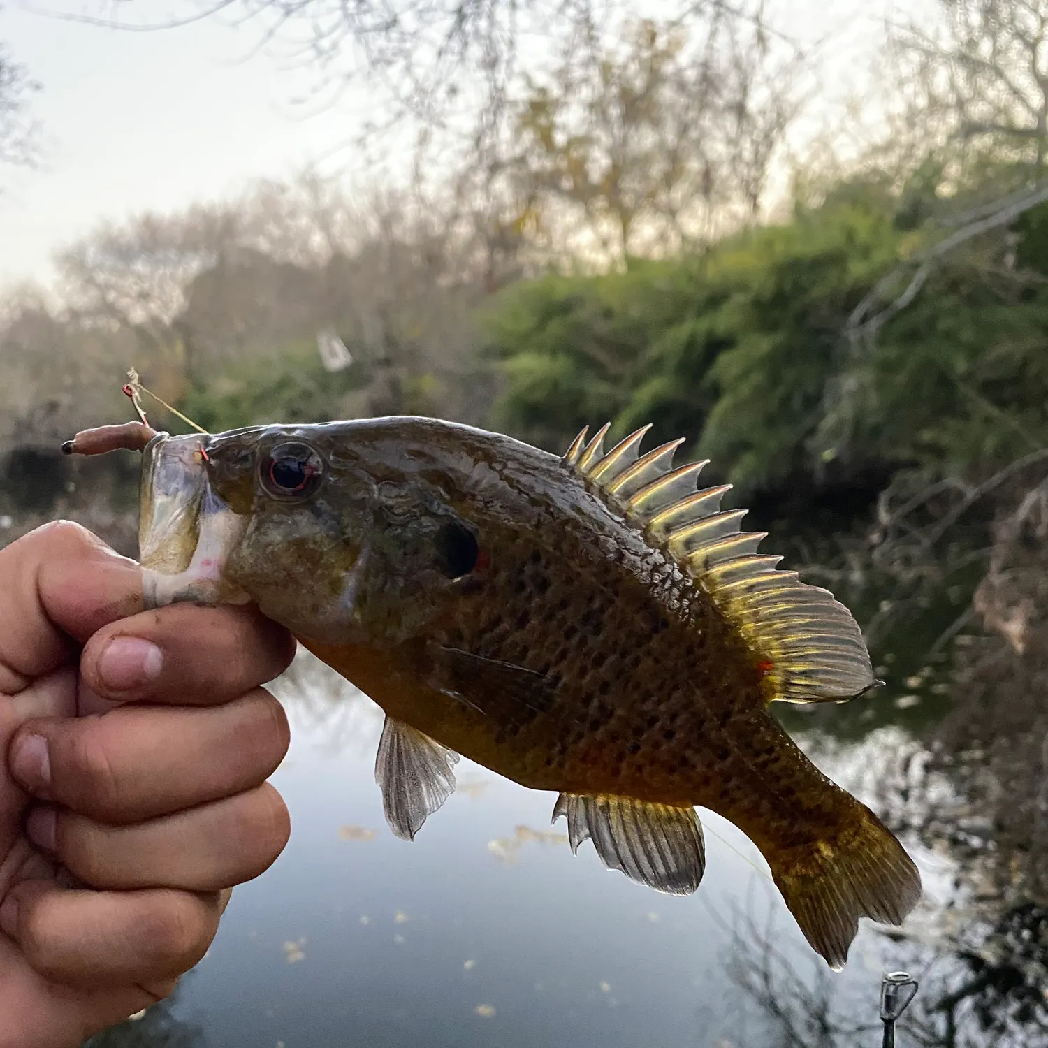 The most recent Warmouth catches on Fishbrain