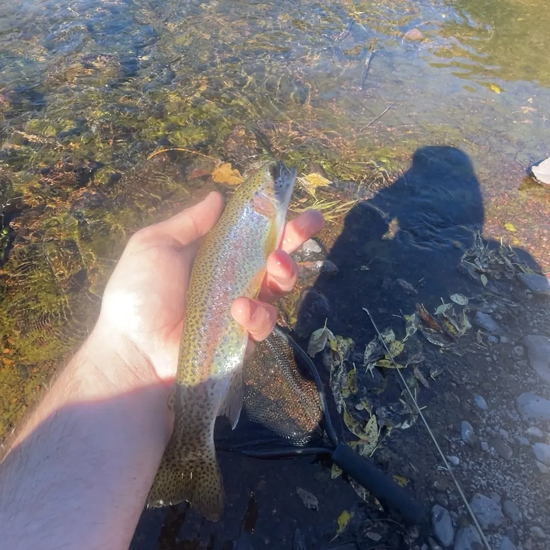 Cutbow caught on Fishbrain