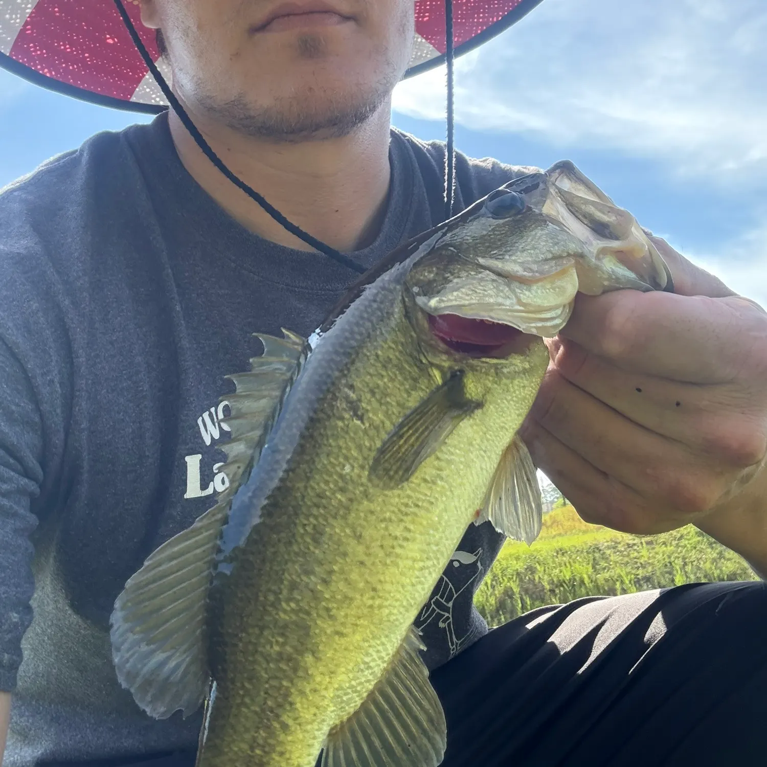 Largemouth bass caught on Fishbrain