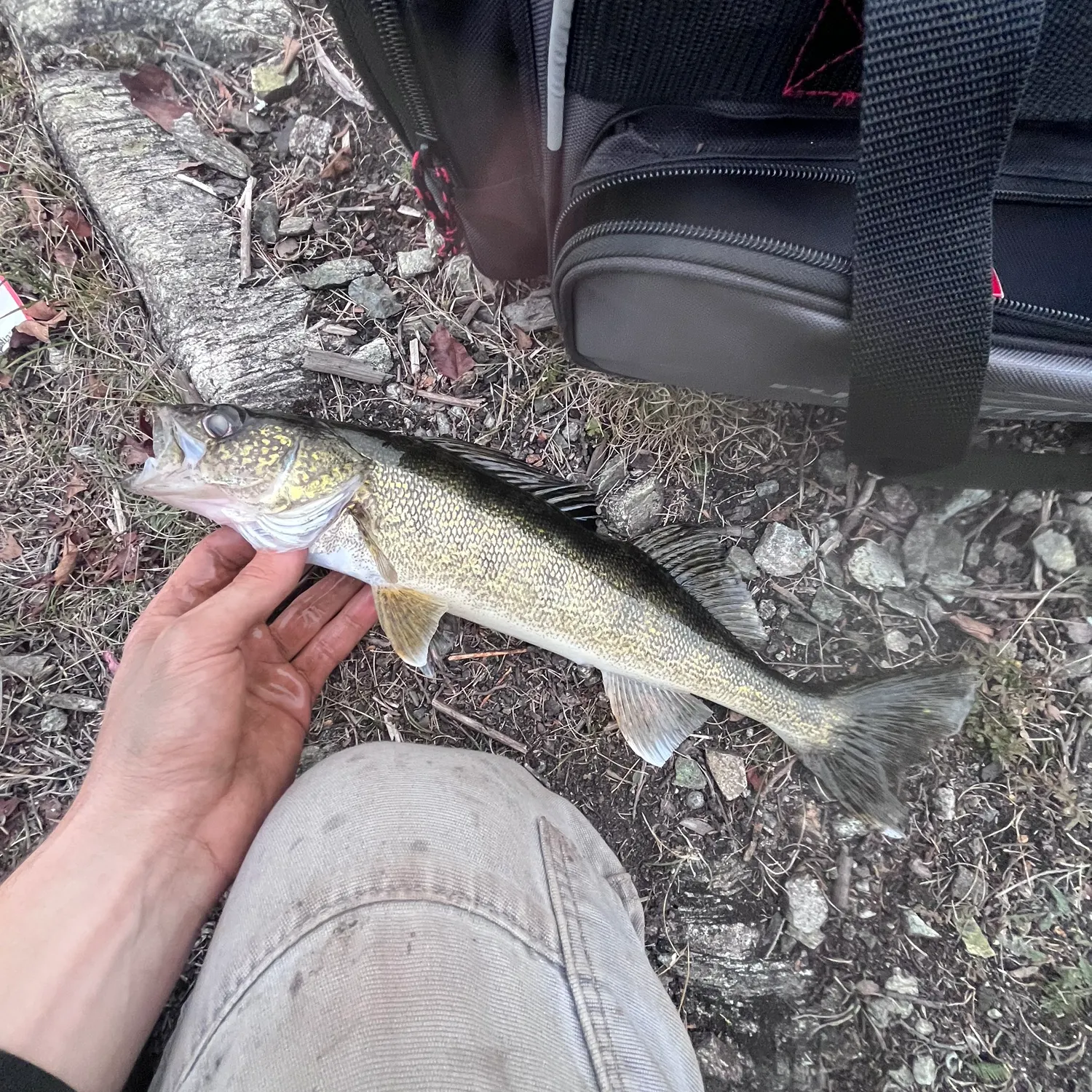catch