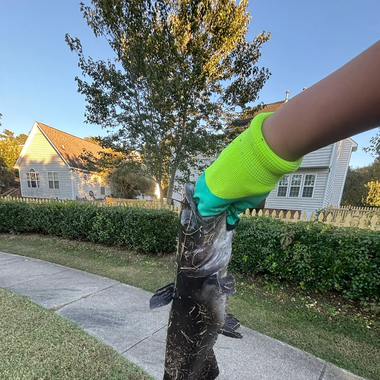 Channel catfish caught on Fishbrain
