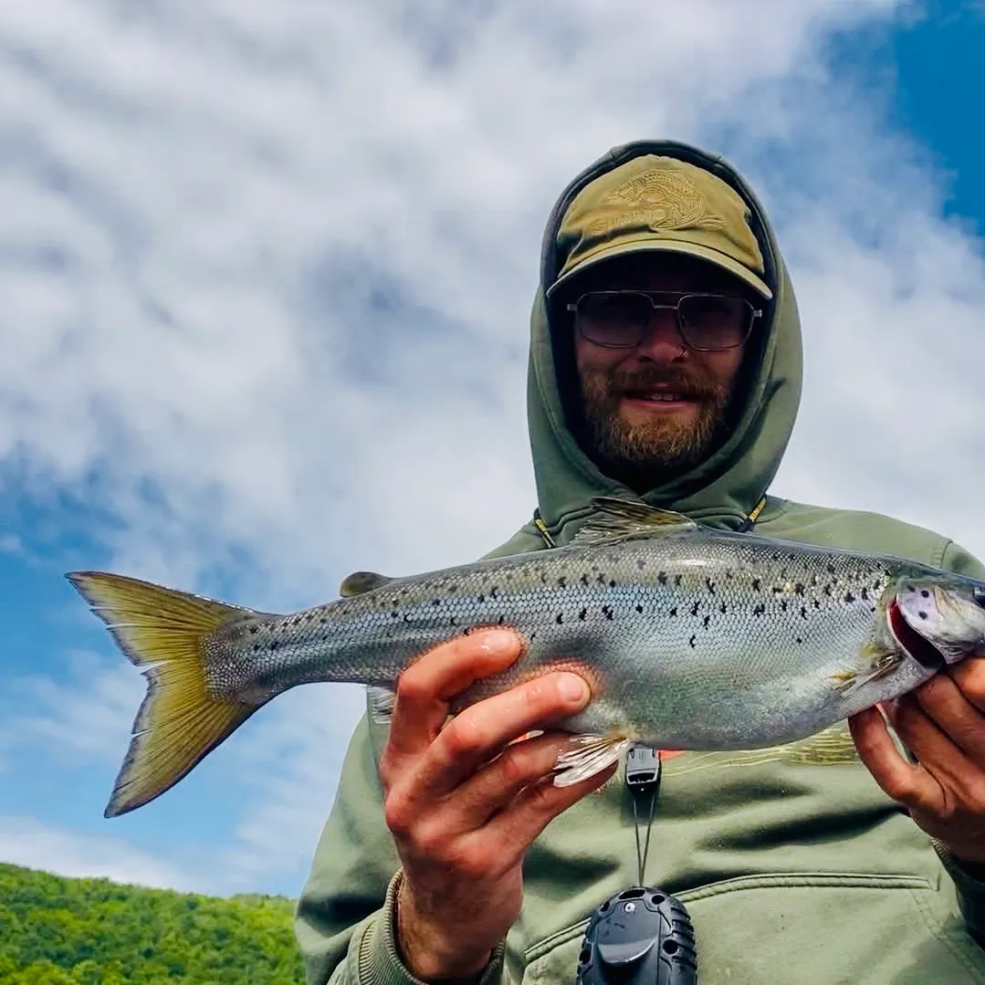 The most recent Landlocked atlantic salmon catches on Fishbrain