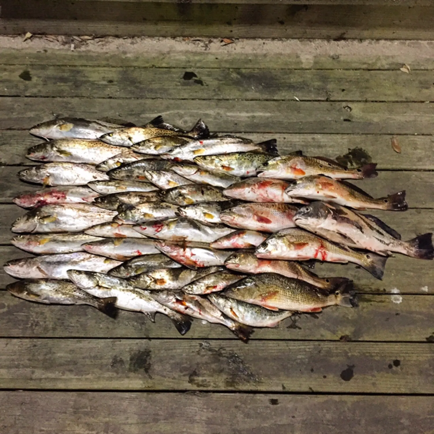 recently logged catches