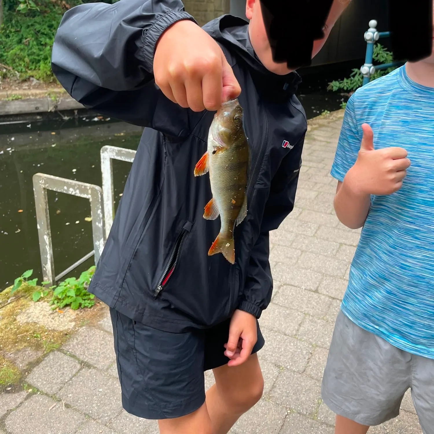 European perch caught on Fishbrain