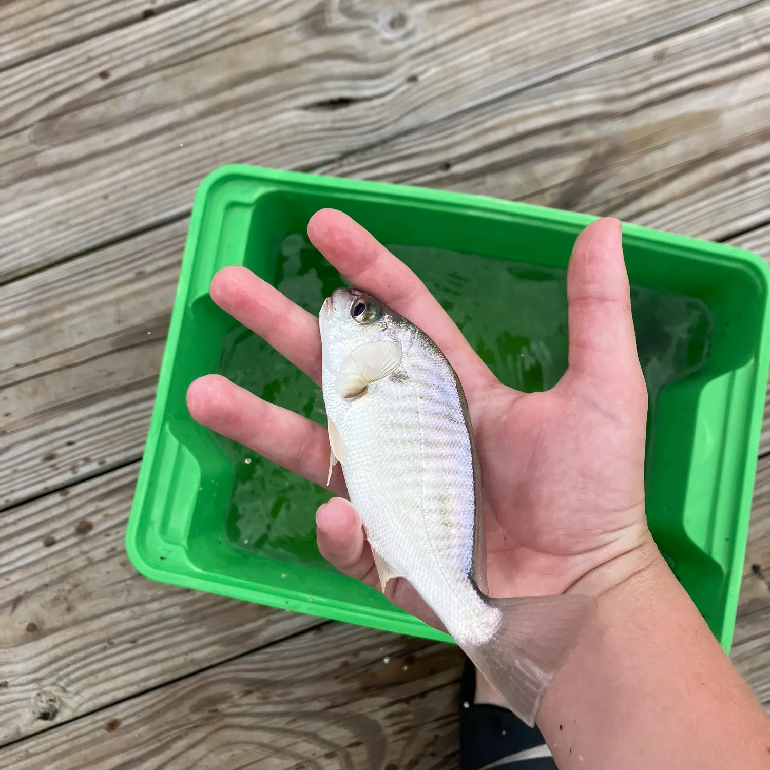 Spot croaker caught on Fishbrain