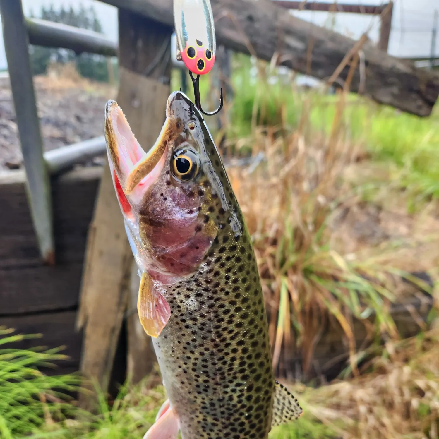 Cutthroat trout caught on Fishbrain