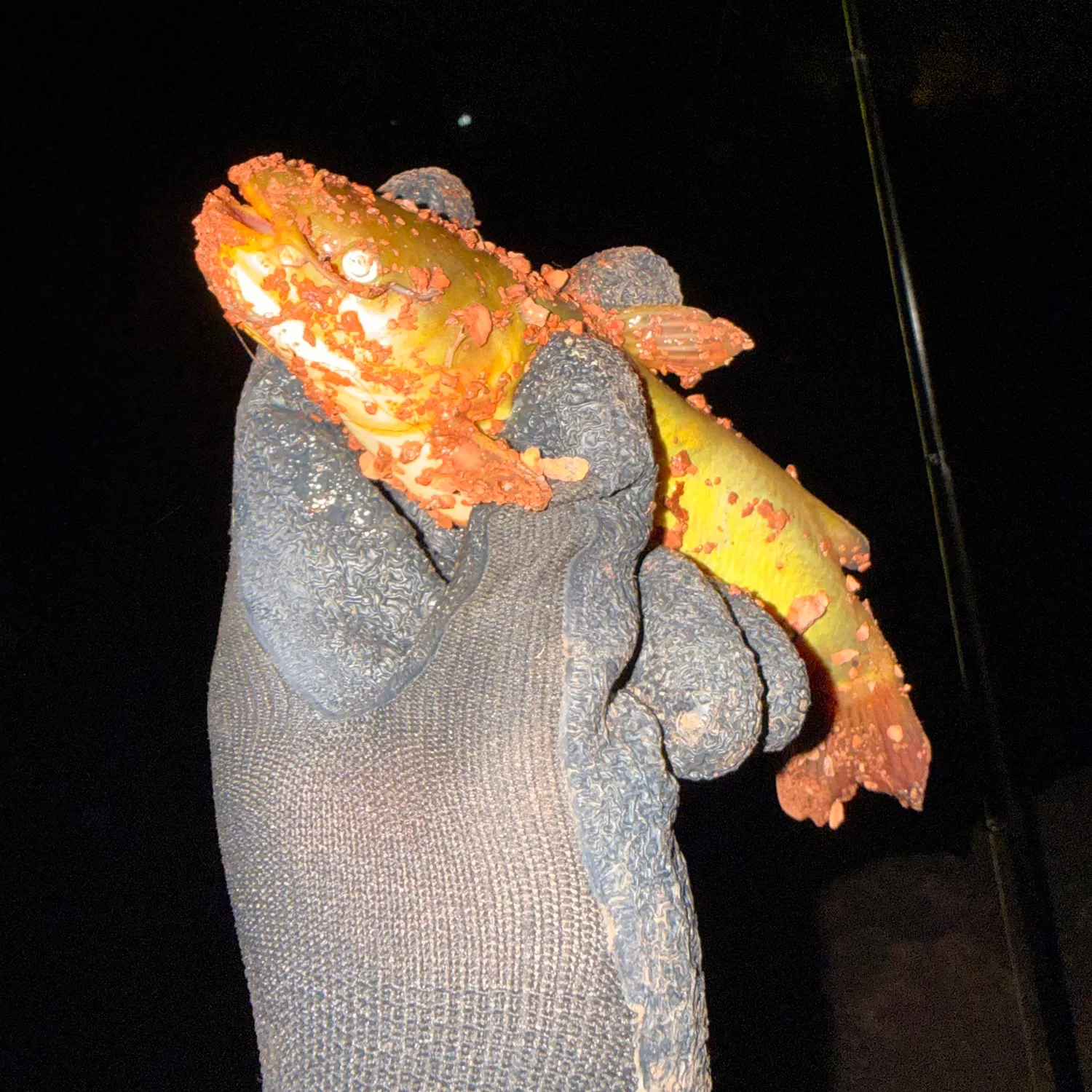 Yellow bullhead caught on Fishbrain