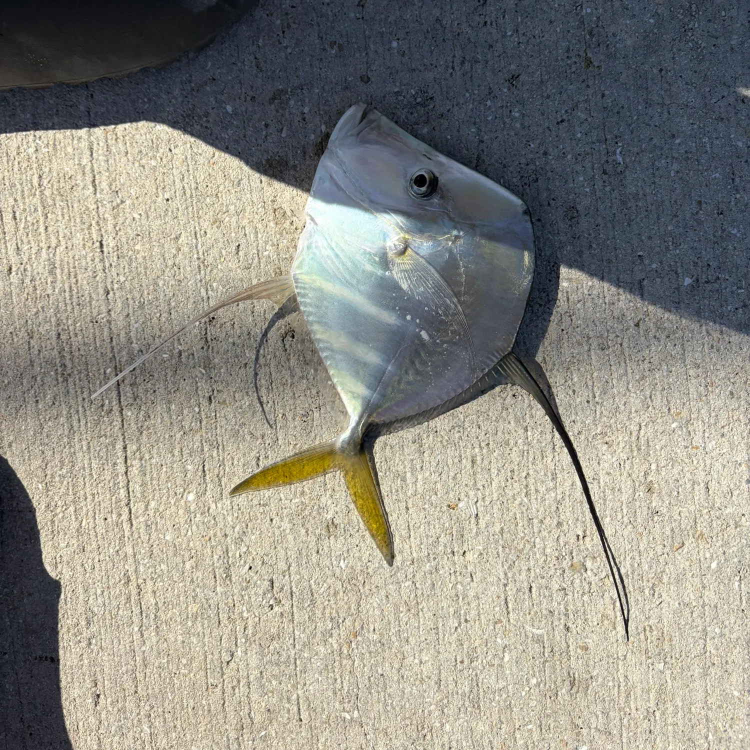 The most recent Lookdown catches on Fishbrain