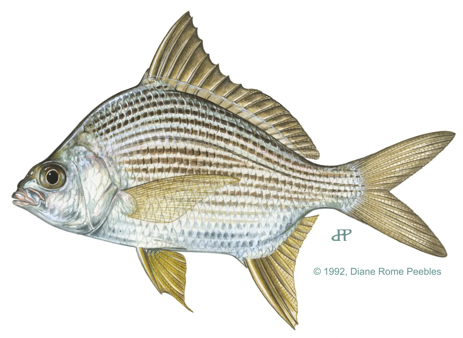 Striped mojarra