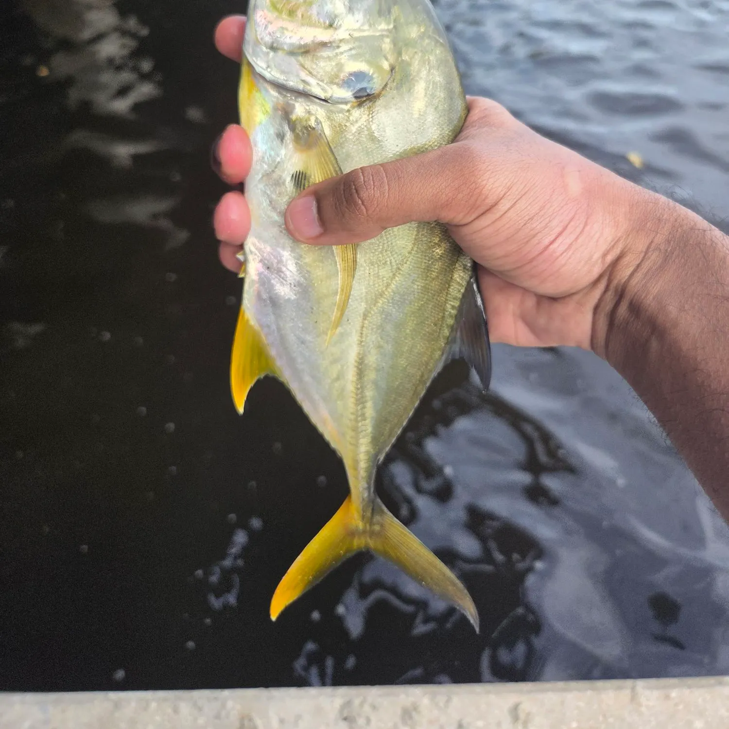 Crevalle jack caught on Fishbrain