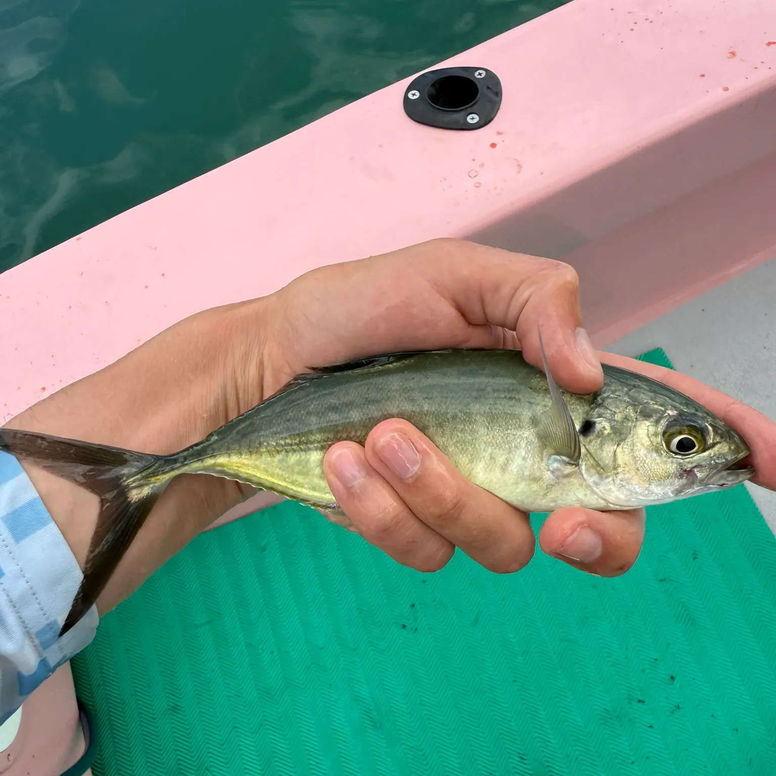 The most recent Green jack catches on Fishbrain