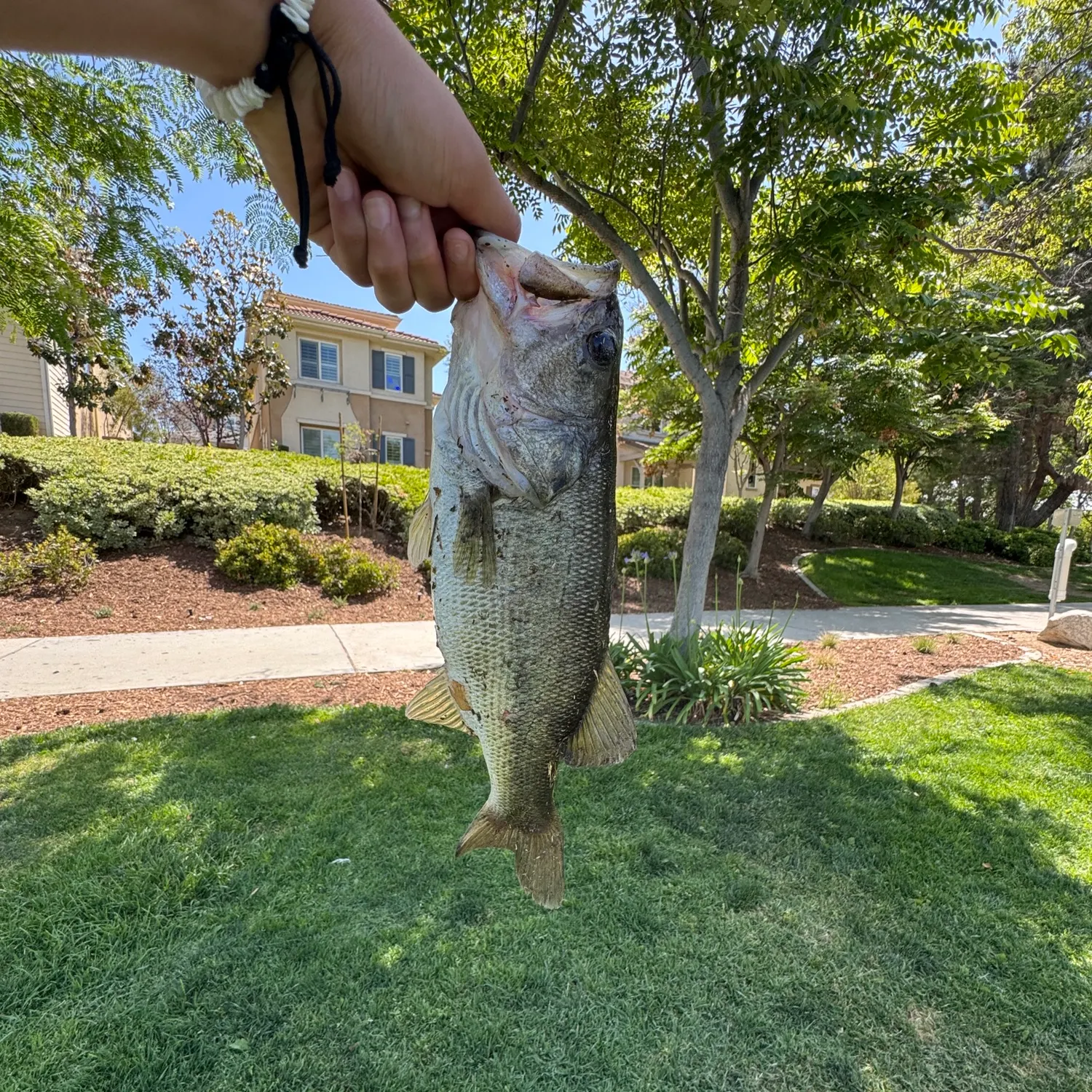 angler catch